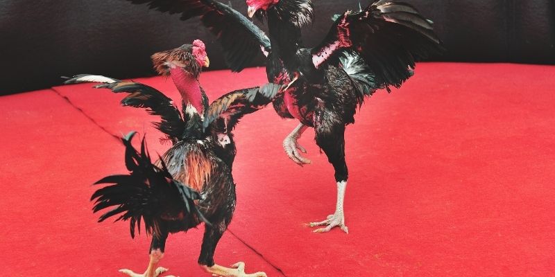 Thuật ngữ đá gà 68WIN dùng trong đá gà trực tiếp 