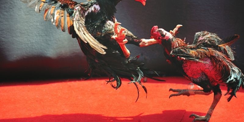Toàn cảnh những quy định cơ bản