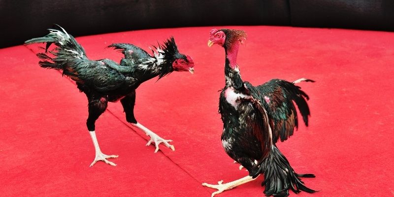Đá Gà Thomo – Những Trận Chiến Đầy Kịch Tính Và Sức Hút